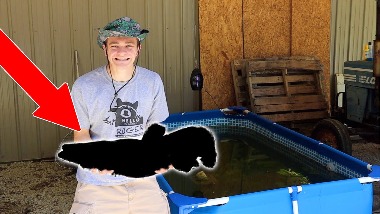 massive fish lips Stocking MASSIVE Mystery Fish into POOL POND!!! *Huge*