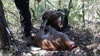 Bush hunting for Meat during the roar