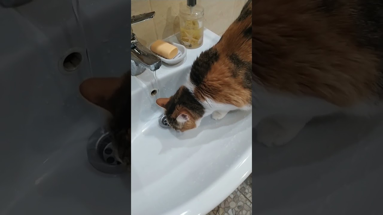 кошка любит воду из раковины пить. - YouTube