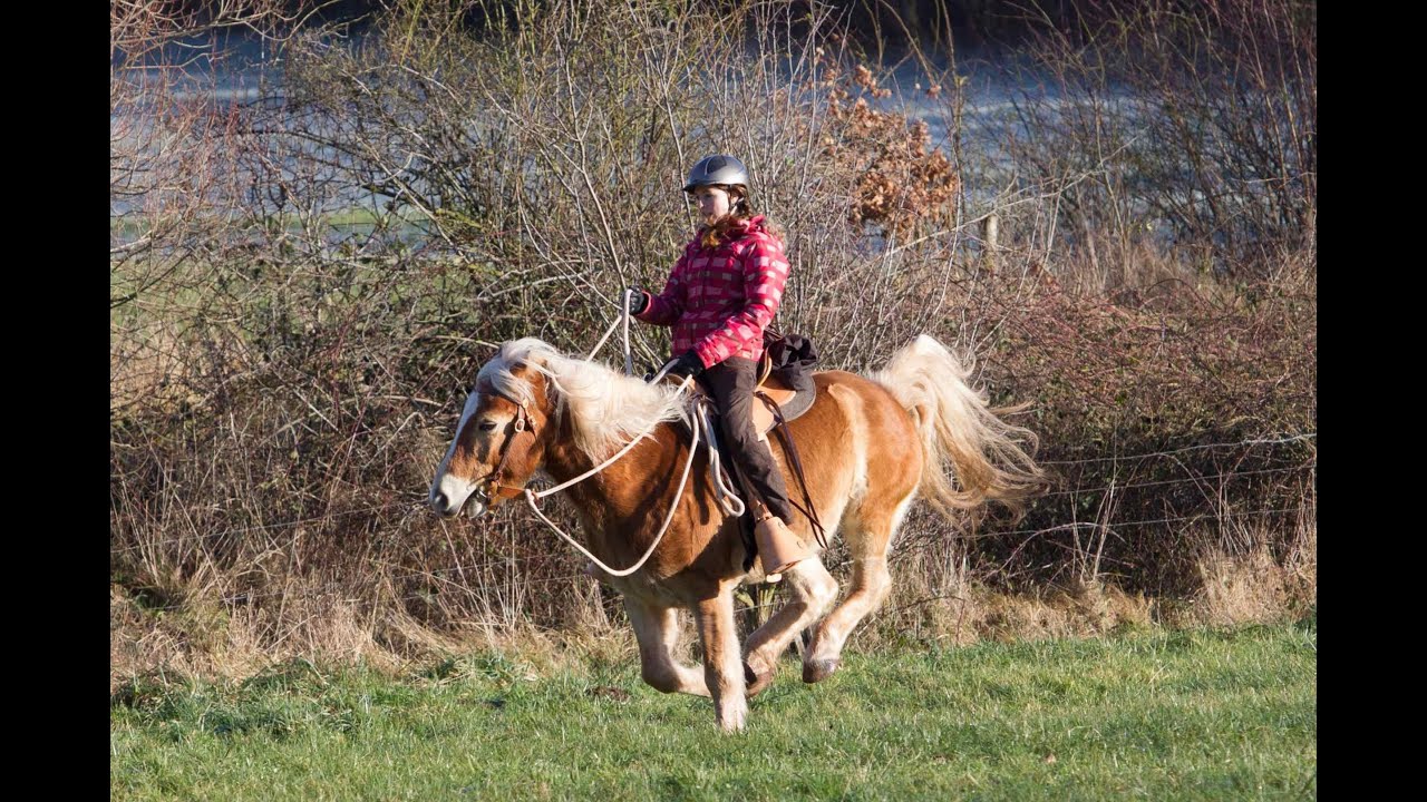 Pony bockt bei Siegerehrung