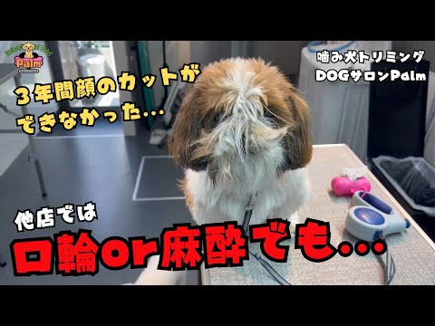 他店ではカットできなかったシーズーの初来店トリミングのサムネイル