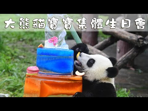 《熊貓主題趴》大熊貓寶寶集體生日會！ | iPanda熊貓頻道