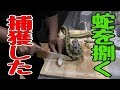 生きた蛇を捌いて食す【閲覧注意】