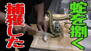 生きた蛇を捌いて食す【閲覧注意】