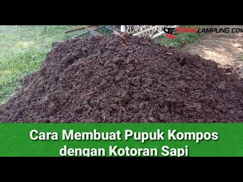 Cara Membuat Pupuk Tai Sapi