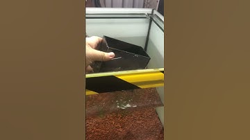 Lựa cá lóc thả vào hồ mới setup #caloccanh #calockieng # #channamaru #xuhuong #shorts