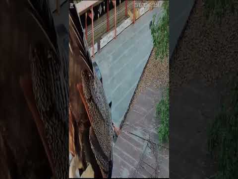 PTZ Camera Captures Peacock Flying  Beautiful View