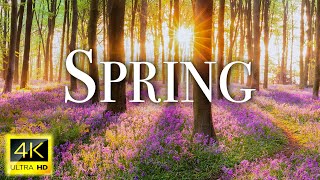 Amazing Colors of Spring 4K Nature Relaxation Film - Relaxing Piano Music - Natural Landscape
