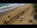 Spostati, Megalodonte - Gli scienziati hanno scoperto qualcosa di più grande