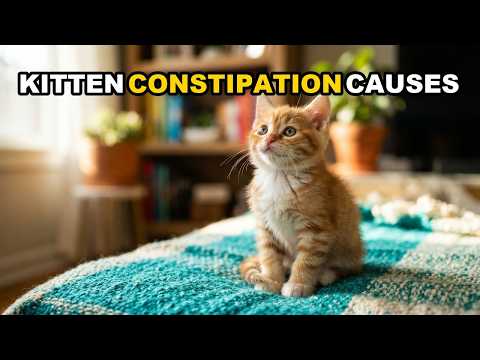 Why Are Kittens Constipated? Causes and Remedies