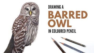 Drawing a Barred Owl in Colored Pencil