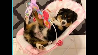 Bebek Her Zaman Bebektir - Yavru Köpek - Köpek Videoları