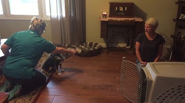 Using Counterconditioning to Help Wiley Overcome His Fear of Strangers