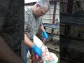 Fleshing deer hides