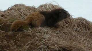 Olympic marmot (2)