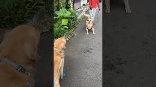 Golden Retriever Meets Another Golden Retriever on Walk