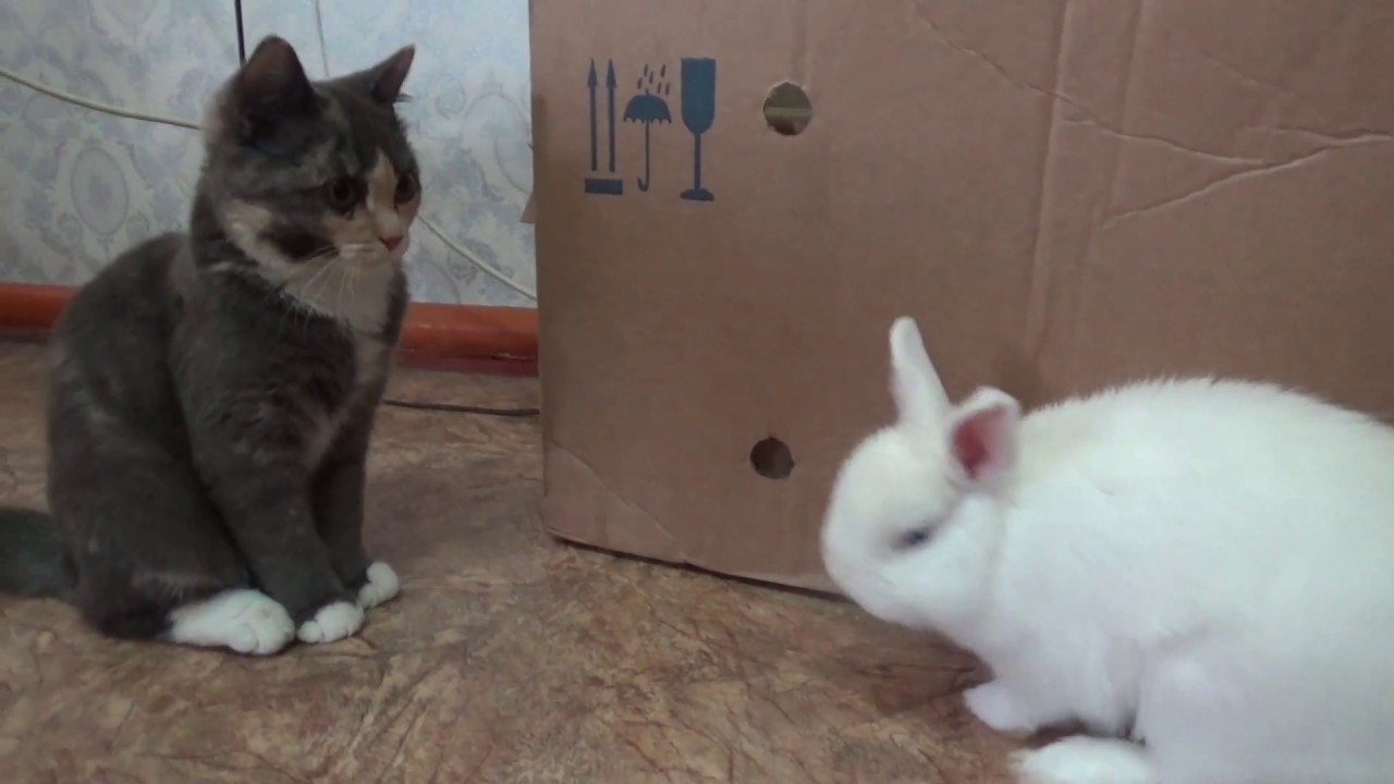 Реакция кошки на появление в доме кролика.