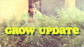 【Ｇｒｏｗｉｎｇ　Ｋｕｓｈ】 Grow Update & Garden Project with SilkySlim416
