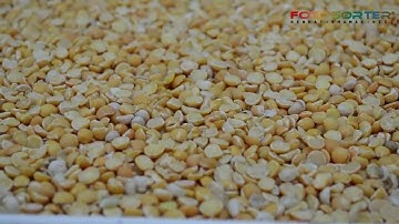 Yellow Bean Color Sorting Test - AKY Technology