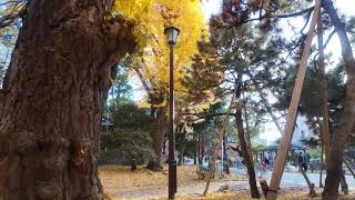 4K Explore Japans Beauty With Showtrip On Youtube