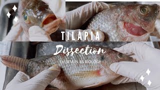 Tilapia Dissection #3 (Life of a Biology Student)🐟❤