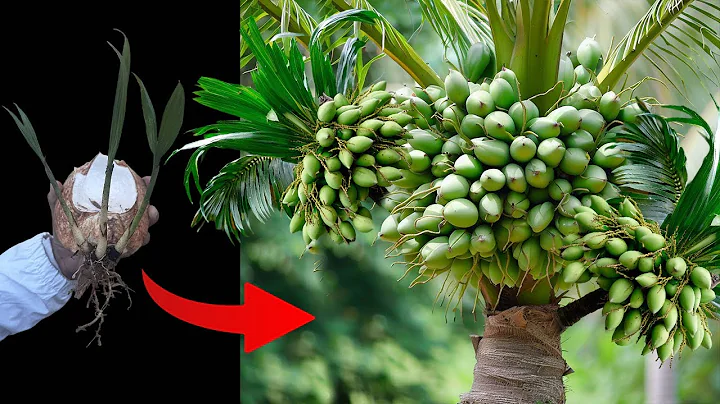 Special techniques to grow coconuts to produce as much fruit as possible.