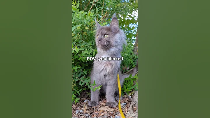 Video 11388211: mainecoon catlover catlife, mainecoon catlover kitty, maine coon growing, tiny kitten