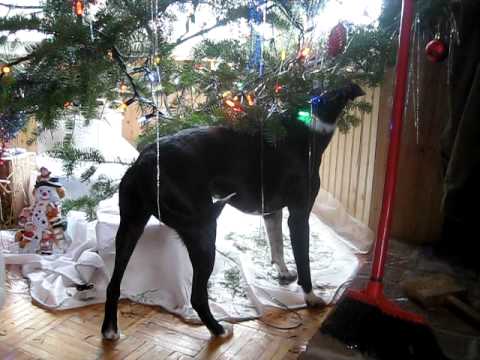 Adina "hunting" around the Christmas tree
