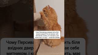 Митник #жартиукраїнською #гуморукраїнською #митниця  #кітблогер  #кітукраїнець #п'ятниця #вихідні