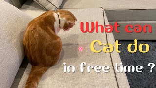 What can cat do in free time ? Cat playing Laser [ Scottish Fold ~ สก็อตติชโฟลด์ ] by Scottish Fold Cat * Amber * 179 views 1 year ago 3 minutes, 30 seconds