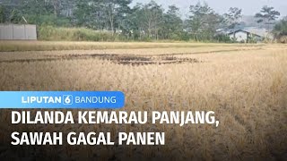 Dilanda Kemarau Panjang, Sawah Gagal Panen | Liputan 6 Bandung