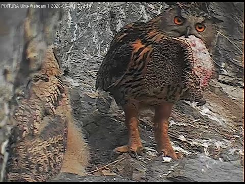 Eifel Lotte Feeds Older Owlet Hedgehog June 4 2020 live cam preview
