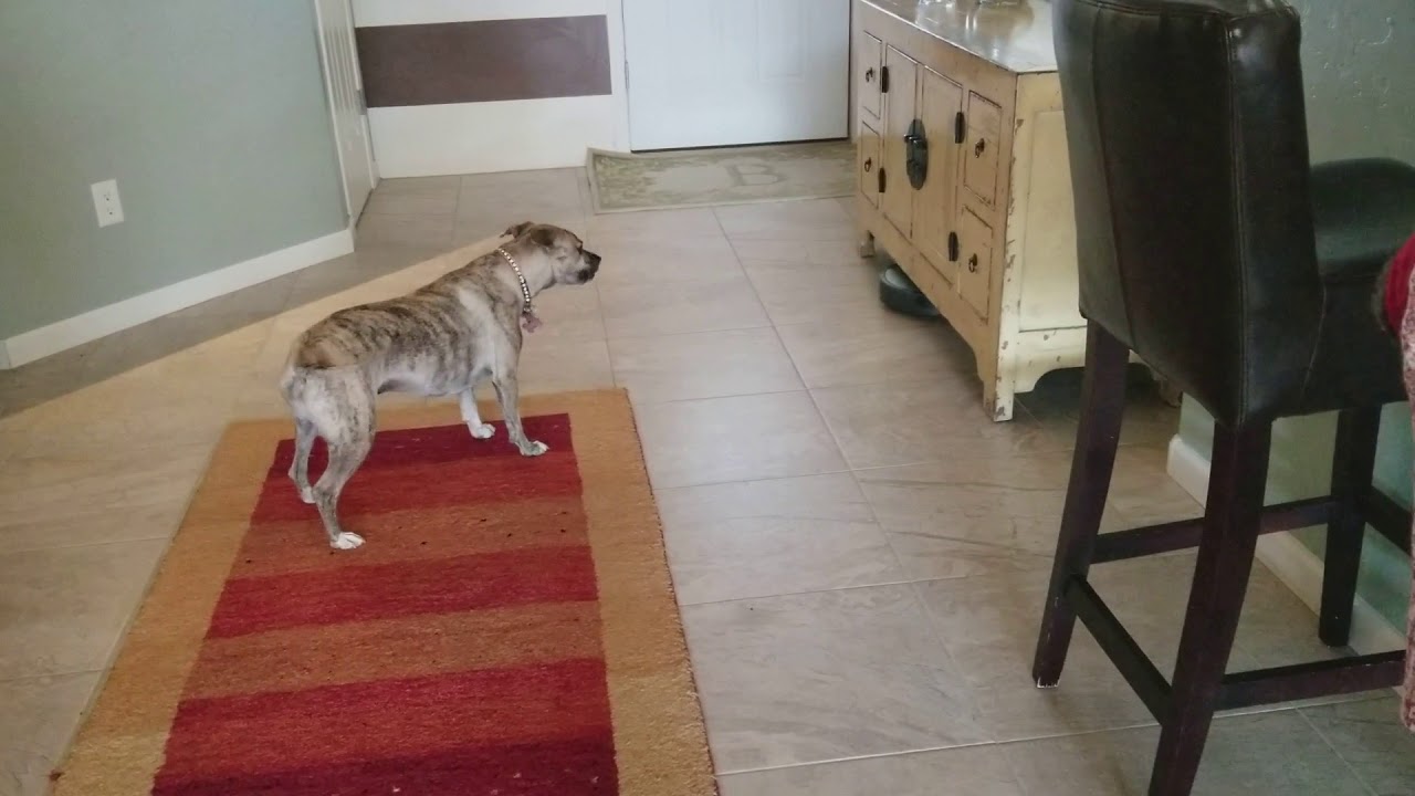 IRobot Roomba works great except for the barking dog!😂