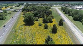 Austin Peay, TDOT partner on pollinator project at I-24’s Exit 1