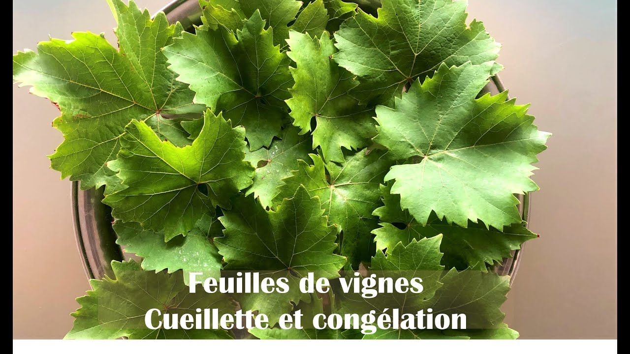 Feuilles de vigne - Sélection, préparation et congélation pour feuilles de vignes farcies ou yabra