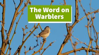The Word on Warblers