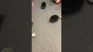 Echidna Feeding Frenzy