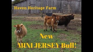 New Mini Jersey Bull!