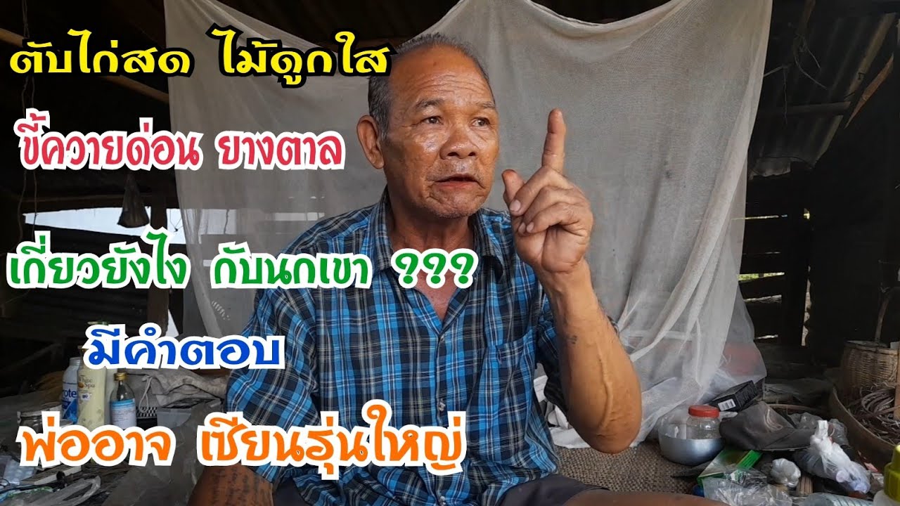 ขอความรู้ เรื่องนกเขาใหญ่ พ่ออาจ เซียนรุ่นใหญ่ เมืองวังหิน สุดยอด👍