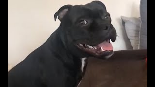 Post bath zoomies | Odin the Staffordshire Bull terrier by Odin the Staffordshire Bull terrier 3,927 views 3 years ago 55 seconds