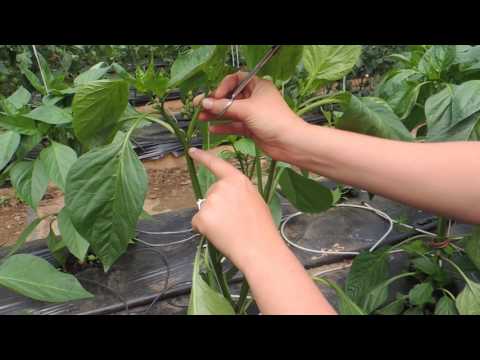 Video: Top Dressing Of Bell Peppers: How To Feed Bell Peppers In The Open Field And In A Greenhouse If It Grows Poorly? What Fertilizers Does Pepper Like? What Can Be Watered In June For 