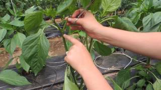 Pruning greenhouse bell peppers for best production!