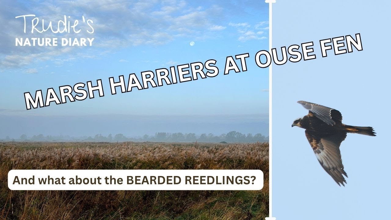 Marsh Harriers at Ouse Fen PLUS Bearded Reedlings | Nature Diary | Wildlife Photography