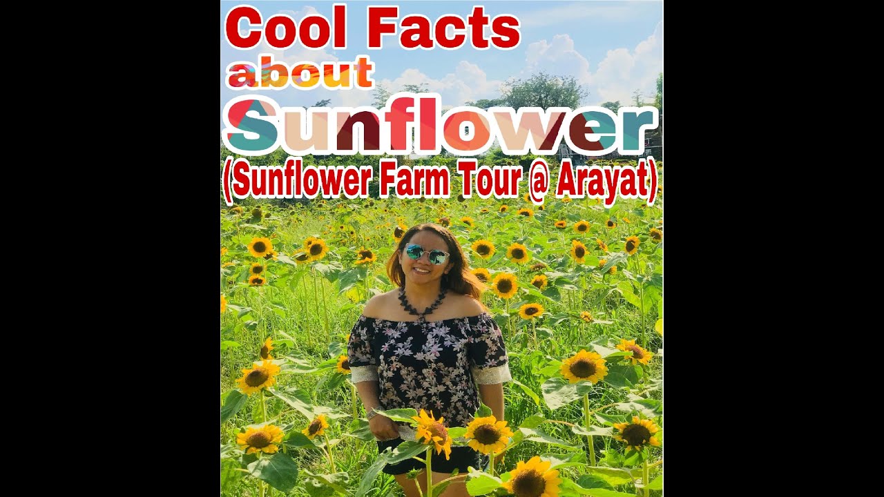 Cool Facts about Sunflower & Arayat's Sunflower Farm Tour YouTube