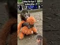 monkey love mom 🙏😔.#viral #video #sad #story #viralvideo #viralshorts #viraltrending #viralreels