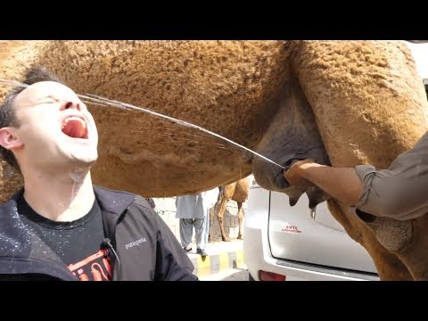 Trevor James and The Camel