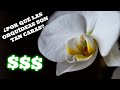 ¿Por qué las Orquideas SON TAN CARAS? 👉🌹💸🌹💸🌹💸