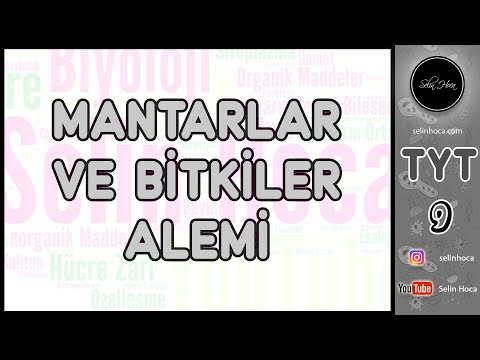 23) Mantarlar ve Bitkiler Alemi