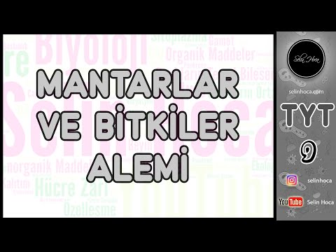 Video: Mikoriza Nedir: Mikorizal Mantarlar ve Bitkiler Hakkında Bilgi Edinin