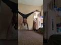 Just handstand fitness motivation workout trending trendingshorts handstandworkout exercise